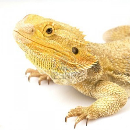 Pogona vitticeps