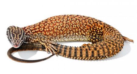 Varanus Acanthurus