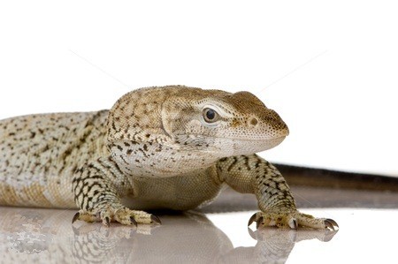 Varanus Tristis