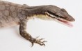 Varanus Glauerti