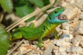 Lacerta bilineata