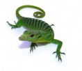 Varanus Prasinus