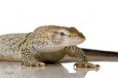 Varanus Tristis