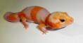 Vetstaartgekko's